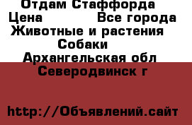 Отдам Стаффорда › Цена ­ 2 000 - Все города Животные и растения » Собаки   . Архангельская обл.,Северодвинск г.